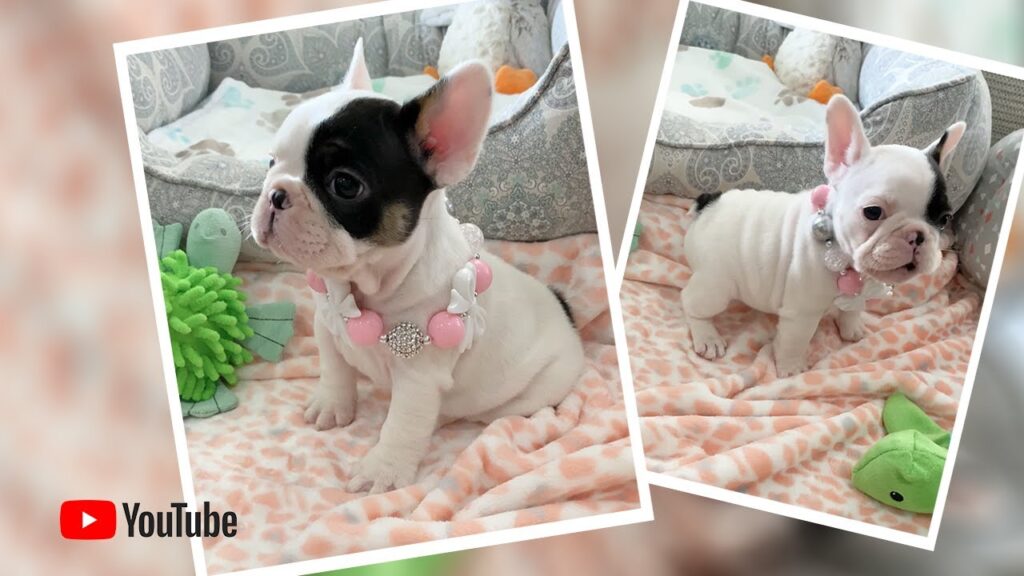 “🐶💖 When Frenchie puppies 🐶 don’t get their way 😂” Poetic French Bulldog Puppies 🏝 Miami Beach